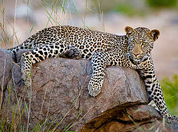 Motswari Game Lodge: Leopard bei der Rast