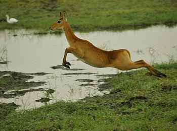 Mukambi Fig Tree Bush Camp: Ein Litschi-Wasserbock