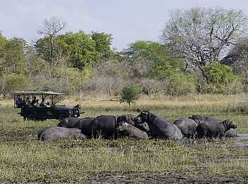 Mvuu Lodge: Safari mit Nilpferden Mvuu Lodge: Safari mit Nilpferden