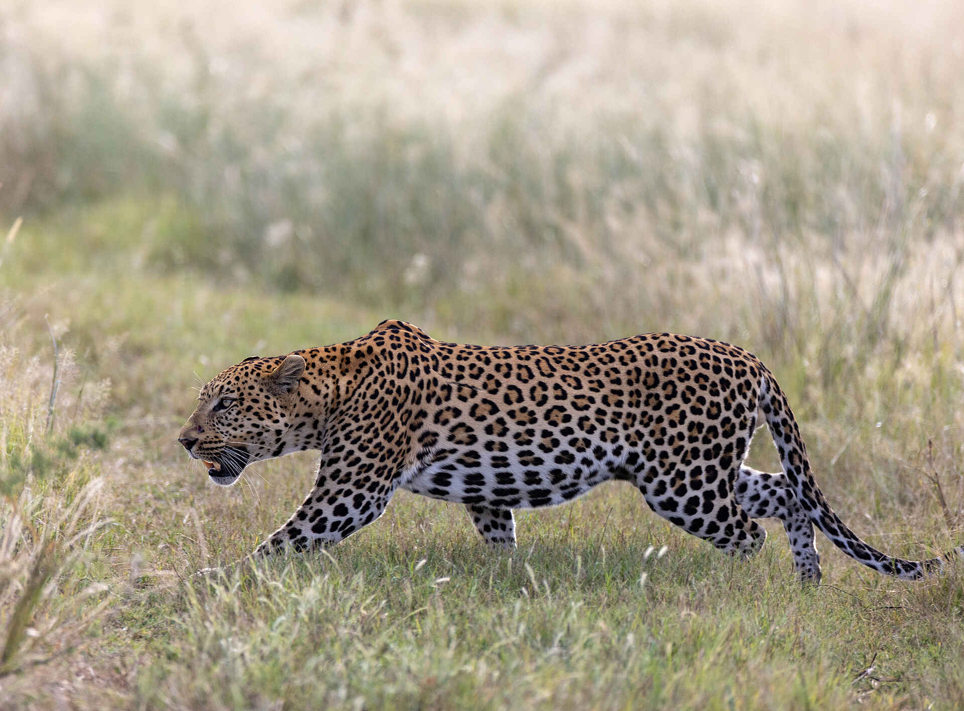 Nkasa Linyanti: Ein Leopard Nkasa Linyanti: Ein Leopard