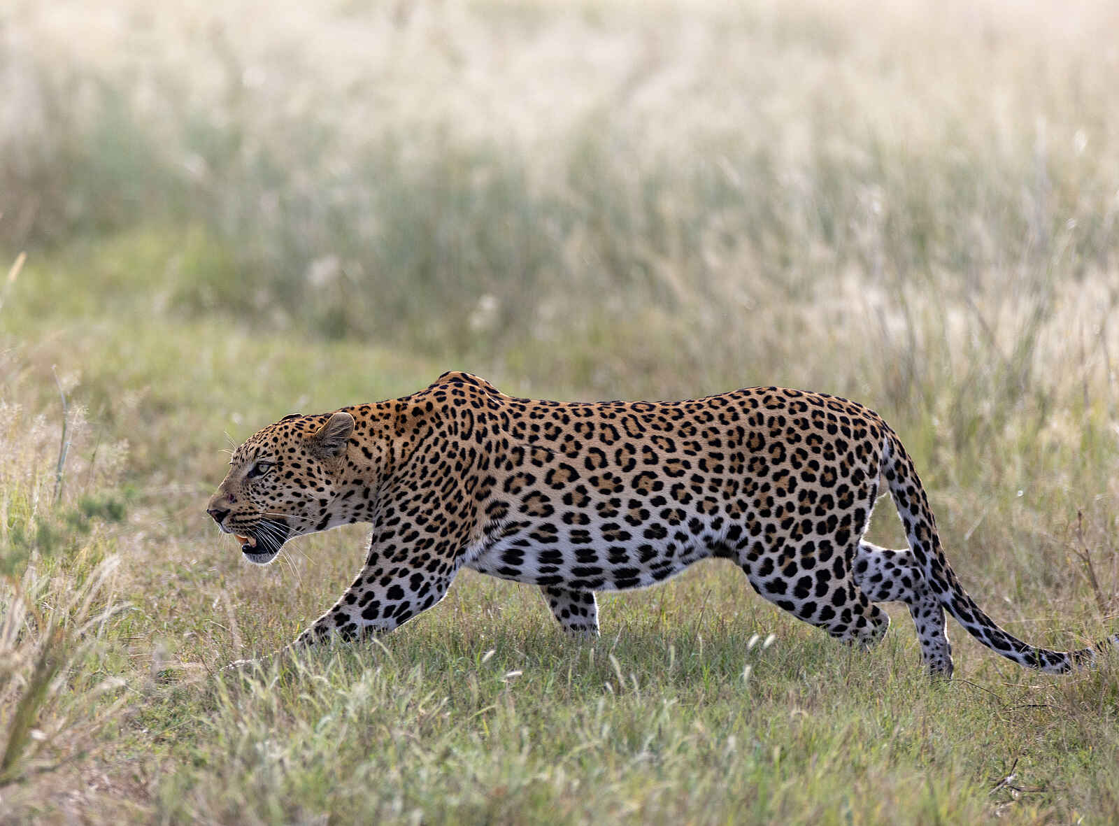 Nkasa Linyanti: Ein Leopard Nkasa Linyanti: Ein Leopard