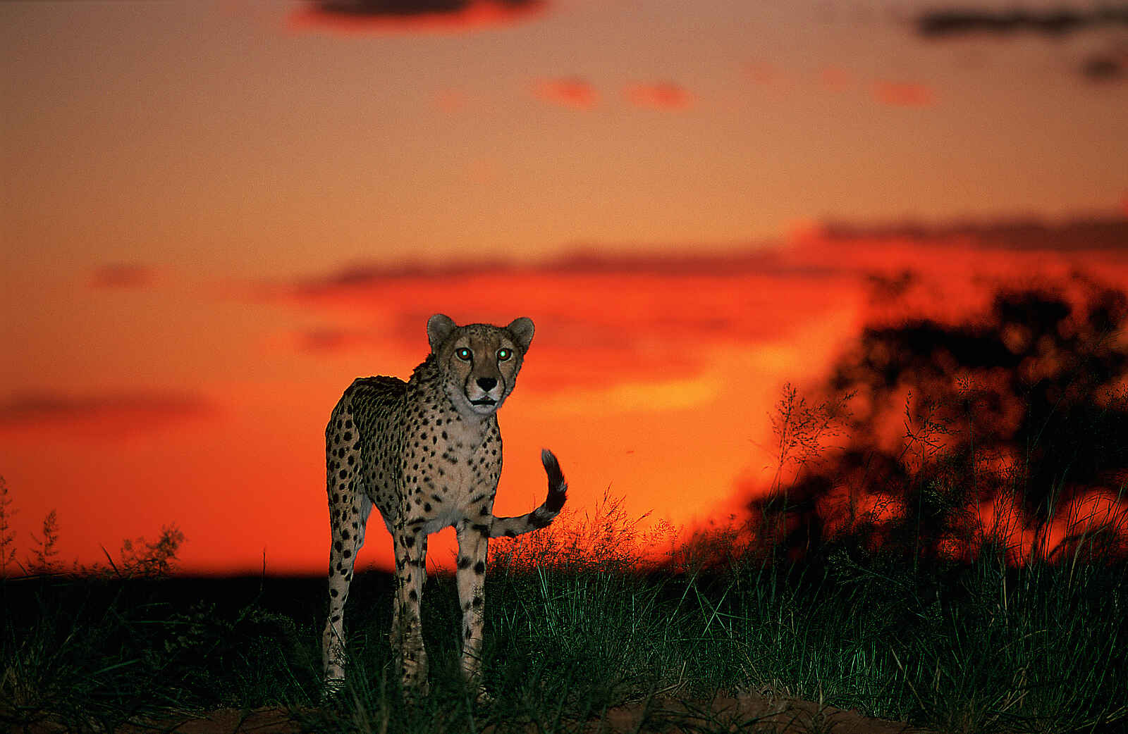 Okonjima Plains Camp: FGepard im Sonnenuntergang Okonjima Plains Camp: FGepard im Sonnenuntergang