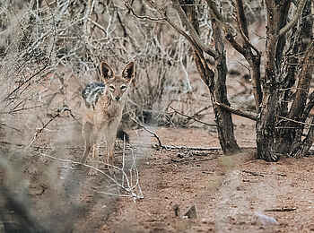 Otjimbondona Kalahari Lodge: Ein neugieriger Schakal