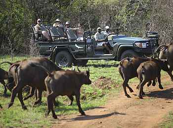 Phinda Mountain Lodge: Büffelherde am Safarifahrzeug Phinda Mountain Lodge: Büffelherde am Safarifahrzeug