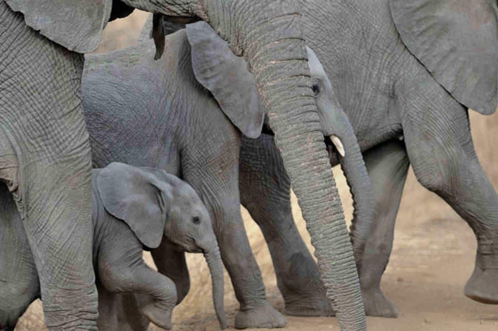 Rhino River Camp: Elefanten Rhino River Camp: Elefanten