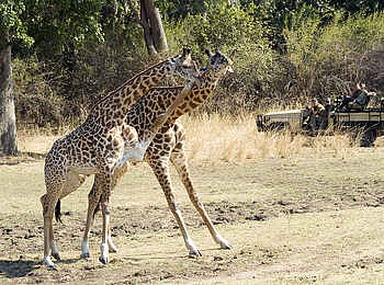 Robin Pope Safaris: Giraffen