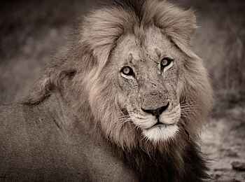 Simbavati Waterside Lodge: Löwe