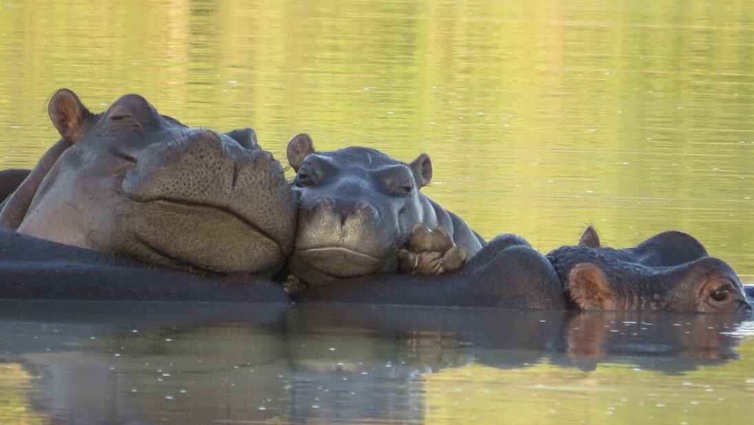 Simbavati Waterside Lodge: Nilpferde im Wasser