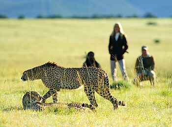 Sindile Luxury Tented Camp: Geparden Begegnung bei einer Wandersafari Sindile Luxury Tented Camp: Geparden Begegnung bei einer Wandersafari