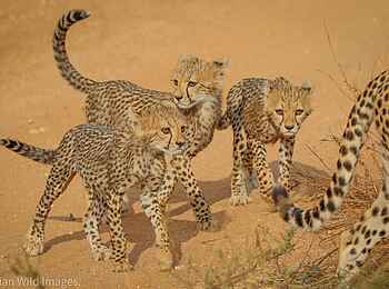 Soroi Lions Bluff Lodge: Gepardenjunge