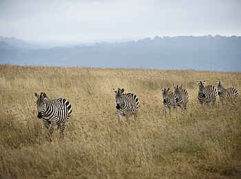 The Highlands Camp: Begegnung mit Zebras