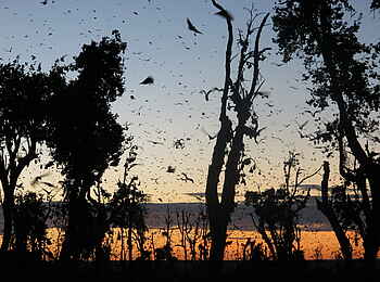 Wasa Lodge: Flughunde vor dem Abendhimmel