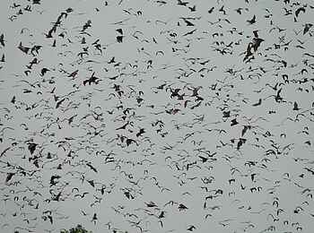 Wasa Lodge: Tausende Flughunde