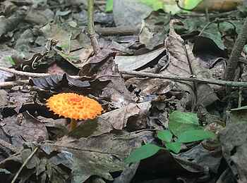 Wayo Manyara Green Camp: Bunter Pilz