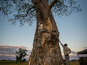 Bushman Plains Camp: Baobab Bushman Plains Camp: Baobab