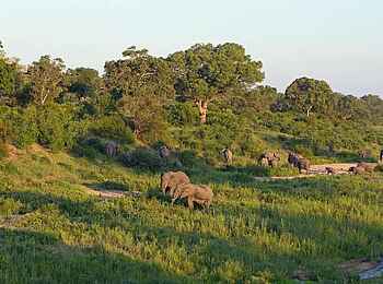 Fitzpatrick’s at Jock: Elefanten