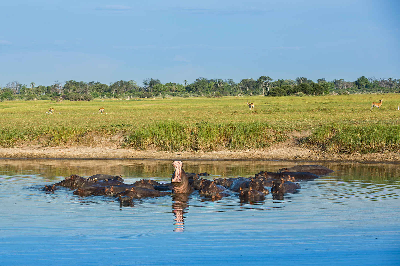 Gomoti Plains Camp: Hippos in Fluss Gomoti Plains Camp: Hippos in Fluss