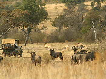 Makweti Safari Lodge: Gnus und Löwen