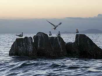 Masoala Forest Lodge: Lesser Crested Terns Masoala Forest Lodge: Lesser Crested Terns