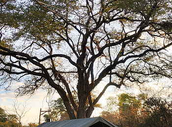 Ntemwa Busanga Bushcamp: Zelt unter einem Baum