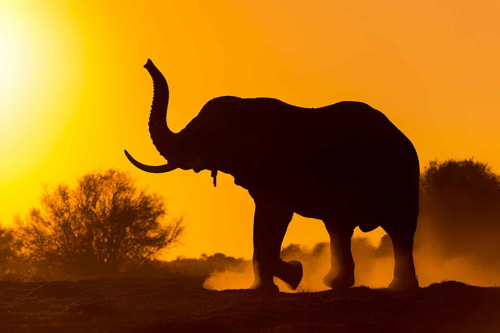 Qorokwe Camp: Elefant im Abendlicht Qorokwe Camp: Elefant im Abendlicht