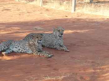 Bagatelle Kalahari Game Ranch: Zwei Geparden