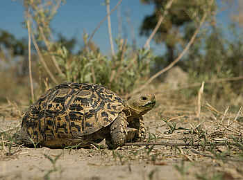 Chitabe Camp: Eine Schildkröte