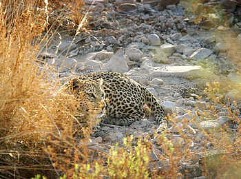 Etendeka Mountain Camp: Leoparden Etendeka Mountain Camp: Leoparden