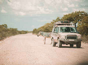 Etosha King Nehale: Eine Pirschfahrt im Etosha Nationalpark