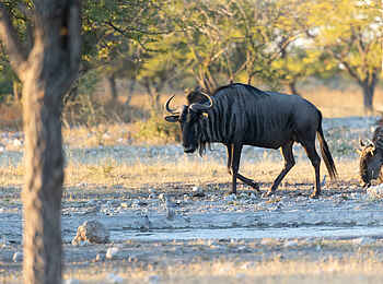 Etosha Oberland Lodge: Wanderndes Gnu Etosha Oberland Lodge: Wanderndes Gnu