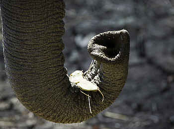 Flatdogs Camp: Akazienschote vor dem Verzehr Flatdogs Camp: Akazienschote vor dem Verzehr