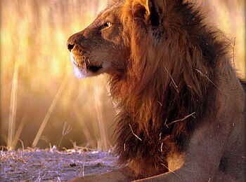 Goliath Tented Camp: König der Tiere