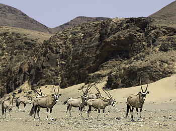 Hoanib Skeleton Coast Camp: Spießböcke vor den Hügeln