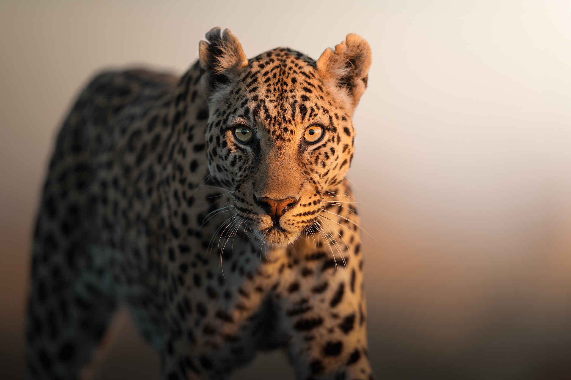 Ila Safari Lodge: Ein Leopard