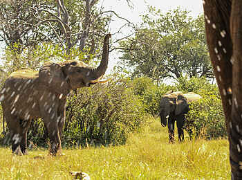 Jozibanini Camp: Hwanges Elefanten Jozibanini Camp: Hwanges Elefanten