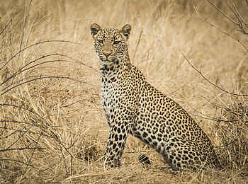 Kwihala Camp: Aufmerksamer Leopard