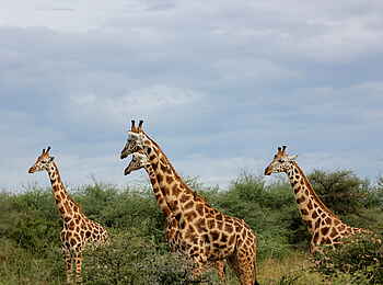 Murchison Falls National Park: Rothschild-Giraffen Murchison Falls National Park: Rothschild-Giraffen