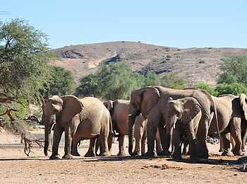 Okutala Lodge: Elefantenherde Okutala Lodge: Elefantenherde