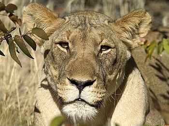 Ongava Lodge: Löwin im Schatten Ongava Lodge: Löwin im Schatten