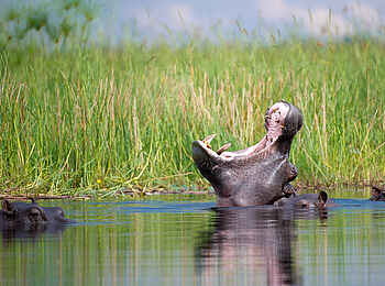 Pelo Camp: Nilpferde Pelo Camp: Nilpferde