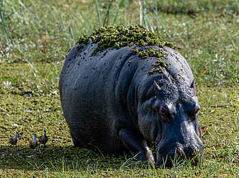 Sable Alley Camp: Nilpferd beim Grasen Sable Alley Camp: Nilpferd beim Grasen