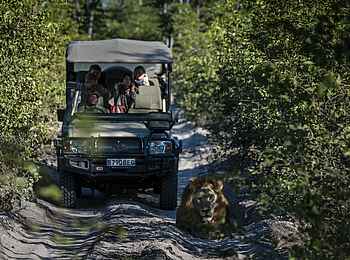 Sable Alley Camp: Pirschfahrt Sable Alley Camp: Pirschfahrt