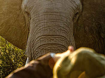 Saseka Tented Camp: Ein Elefant aus nächster Nähe Saseka Tented Camp: Ein Elefant aus nächster Nähe