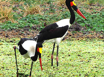 Selous Impala Camp: Störche