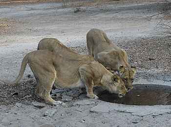 The Dune Camp: Löwen The Dune Camp: Löwen