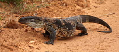 Shamwari Private Game Reserve