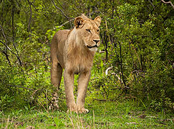 Linyanti Tented Camp: Junger Löwe Linyanti Tented Camp: Junger Löwe