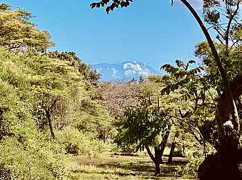 Mt. Meru Game Lodge: Blick zum Kilimanjaro