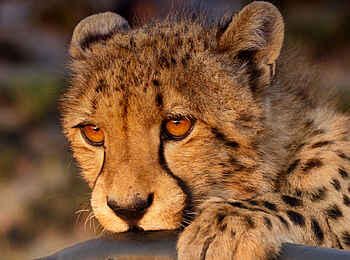 Ntemwa Busanga Bushcamp: Nahaufnahme eines fressenden Geparden