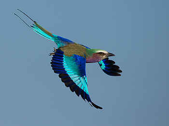 Sabi Sabi Selati Camp: Lilac Brested Roller Sabi Sabi Selati Camp: Lilac Brested Roller